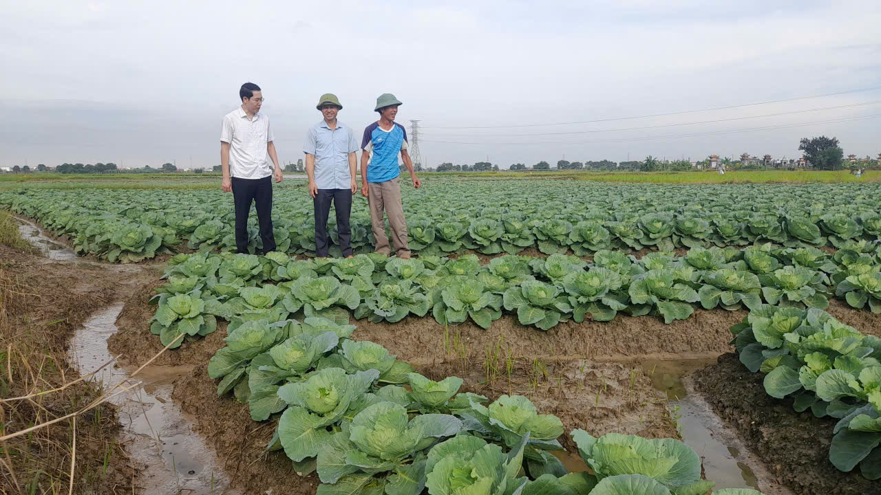 Tăng cường chỉ đạo sản xuất vụ Đông năm 2025